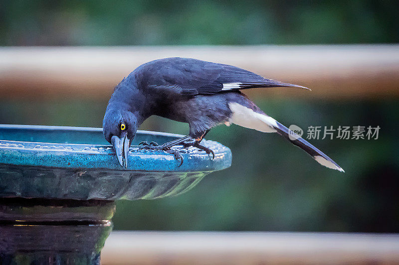 花衣魔笛手(graculina Strepera)